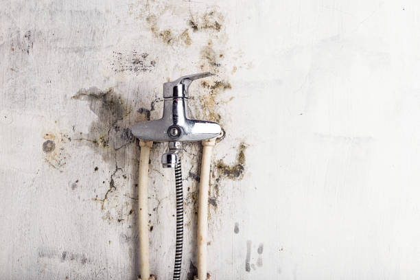 Best Mold Remediation Services  in Pemberton Heights, NJ