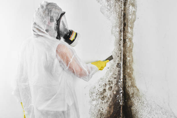 Best Emergency Mold Removal  in Pemberton Heights, NJ