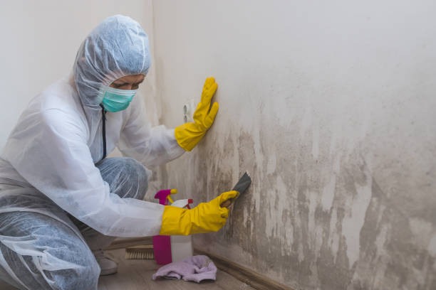 Best Residential Mold Removal  in Pemberton Heights, NJ