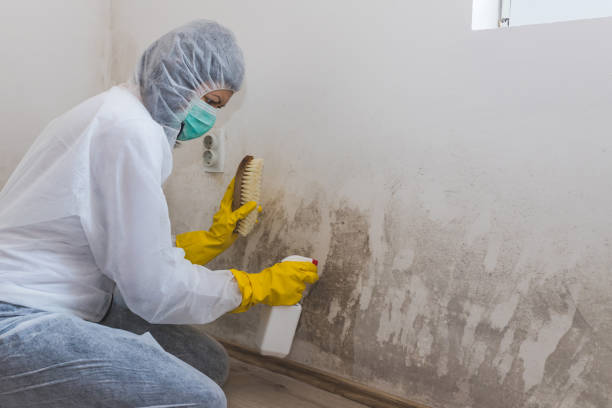Best Commercial Mold Removal  in Pemberton Heights, NJ