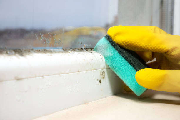 Best Professional Mold Removal  in Pemberton Heights, NJ