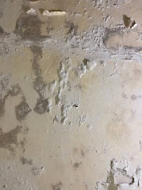 Best Fast Mold Removal  in Pemberton Heights, NJ