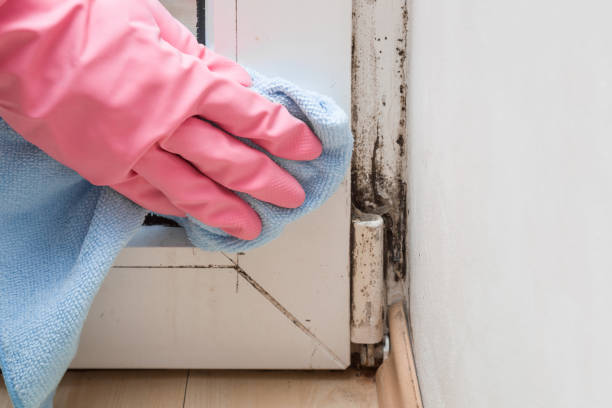 Best Affordable Mold Removal  in Pemberton Heights, NJ