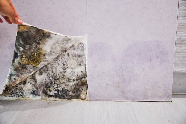 Best Attic Mold Removal  in Pemberton Heights, NJ